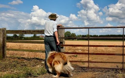 Hvordan reise med hund på fly