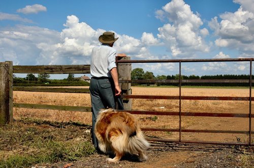 Hvordan reise med hund på fly